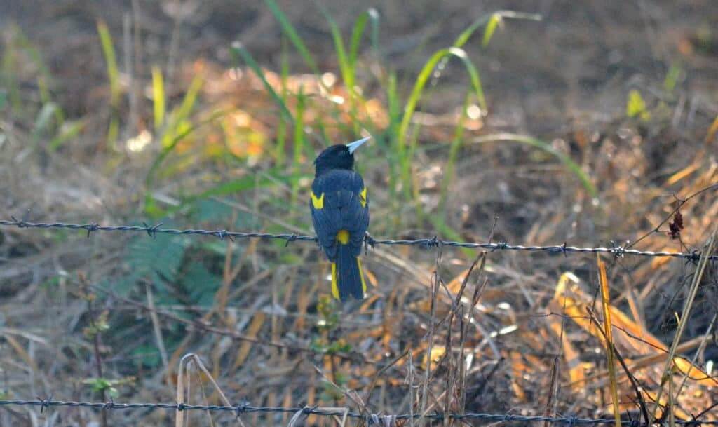 Yellow-winged Cacique sitting on a fence in Mexico