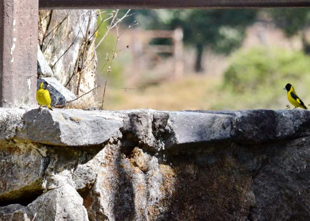 Audubon Orioles sitting on stone fence in Mexico.