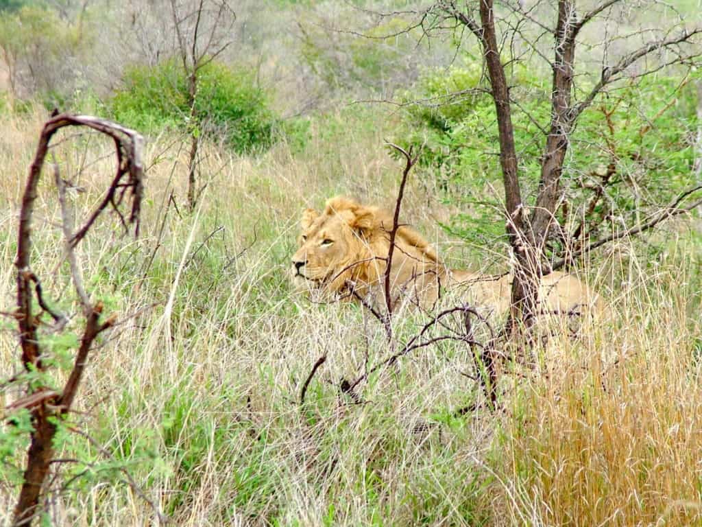 a healthy male lion in kruger national park, South Africa