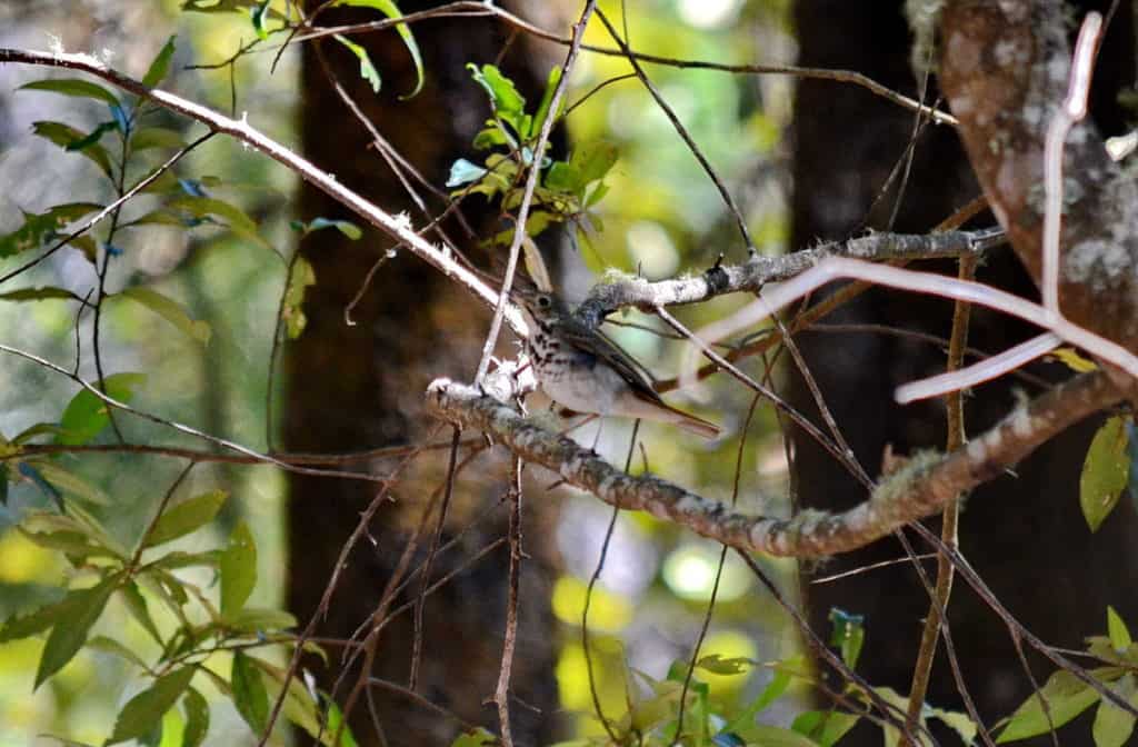 hermit thrush at cerro de san juan ecological preserve near tepic, mexico