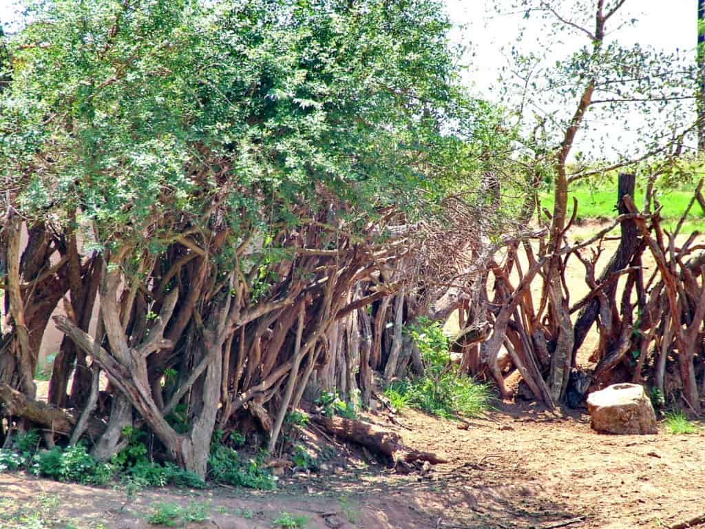 a traditional living fence in swaziland, africa