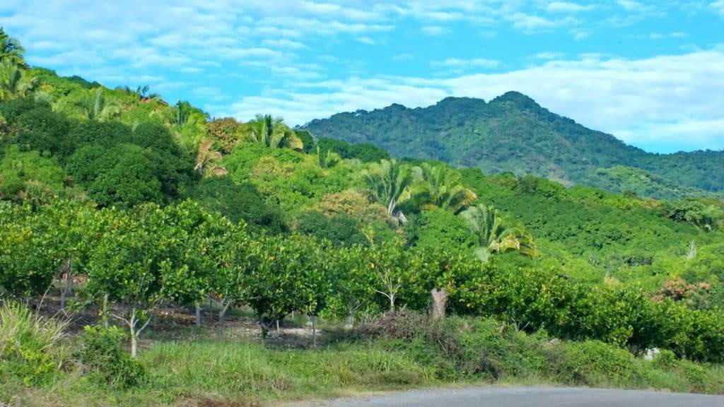 orchards outside la bajada, mexico