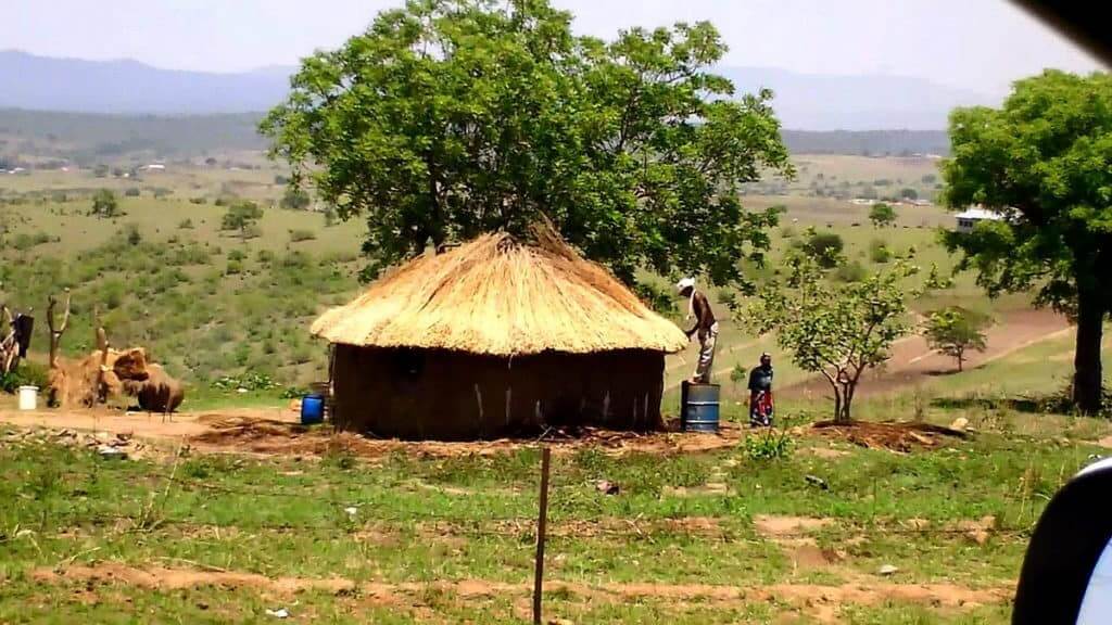 a man re-thatching his dwelling in swaziland, africa