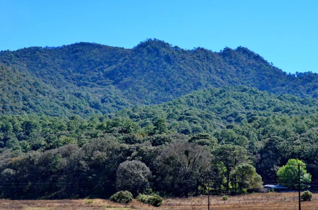 Meadow in Cerro de San Juan Ecological Reserve, Mexico.