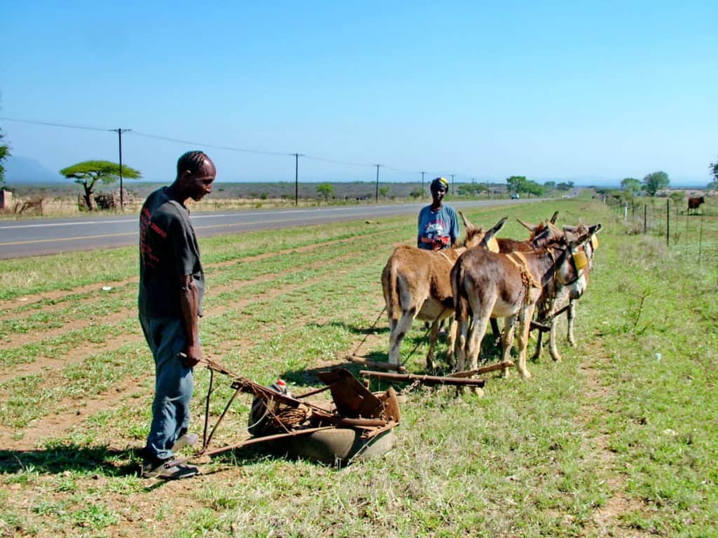 farmers with a team of mules in swaziland, africa