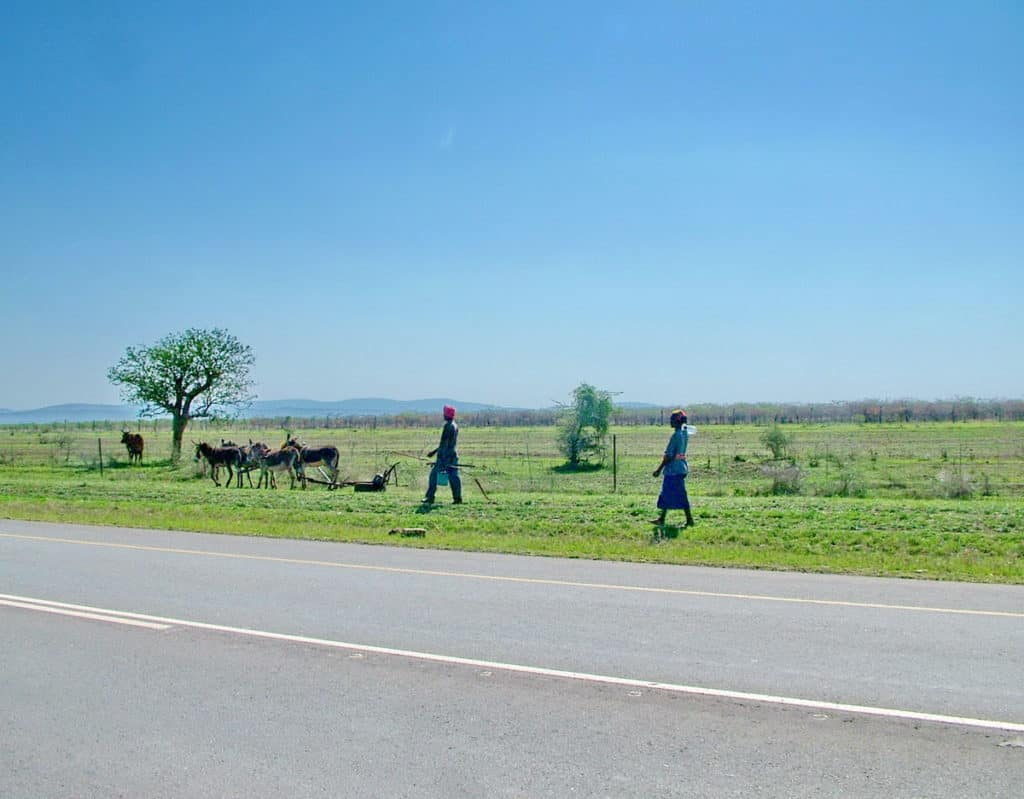 people with a team of mules in swaziland, africa