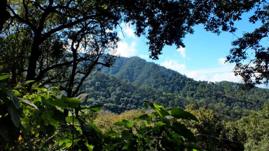 Hillside and trees in Cerro de San Juan Ecological Reserve, Mexico.