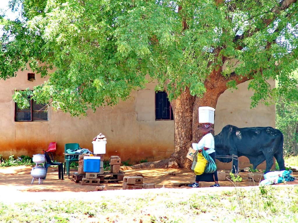 vendors under a shade tree in swaziland, africa