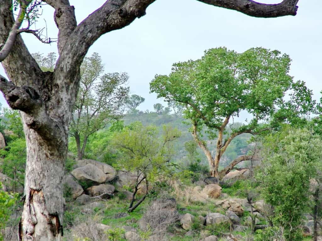 landscape in kruger national park, south africa 
