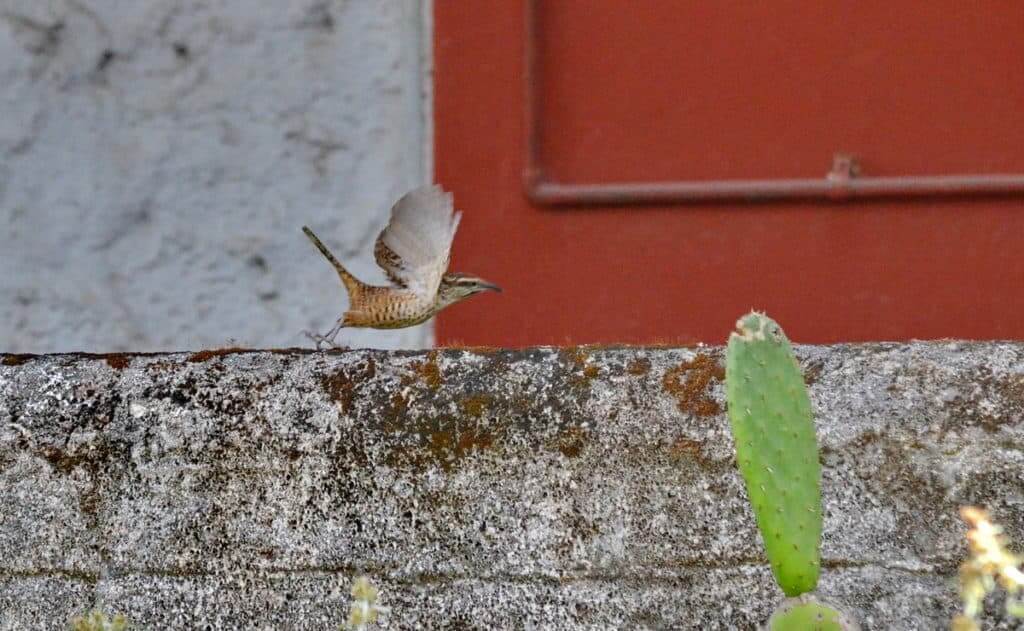 Spotted Wren in Mexico.