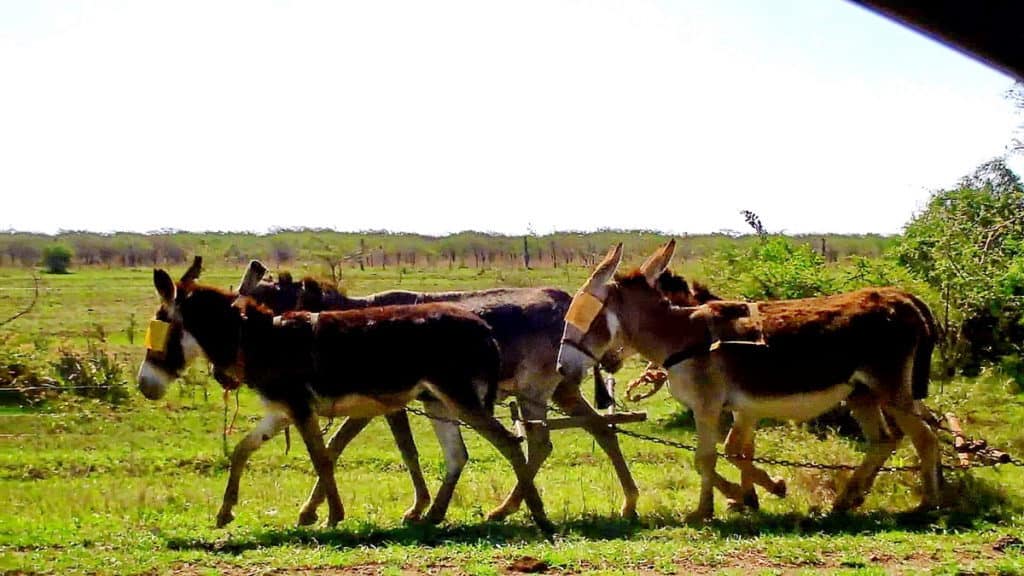 a team of working mules in swaziland, africa