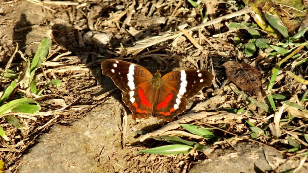 Image of a Banded Peacock Butterfly near La Bajada, Mexico.