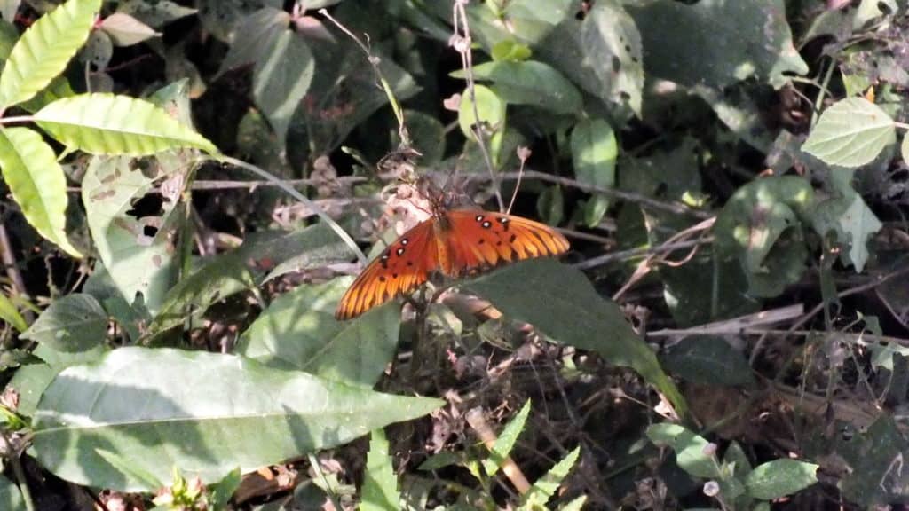 Image of a Gulf Fritillary Butterfly near La Bajada, Mexico.