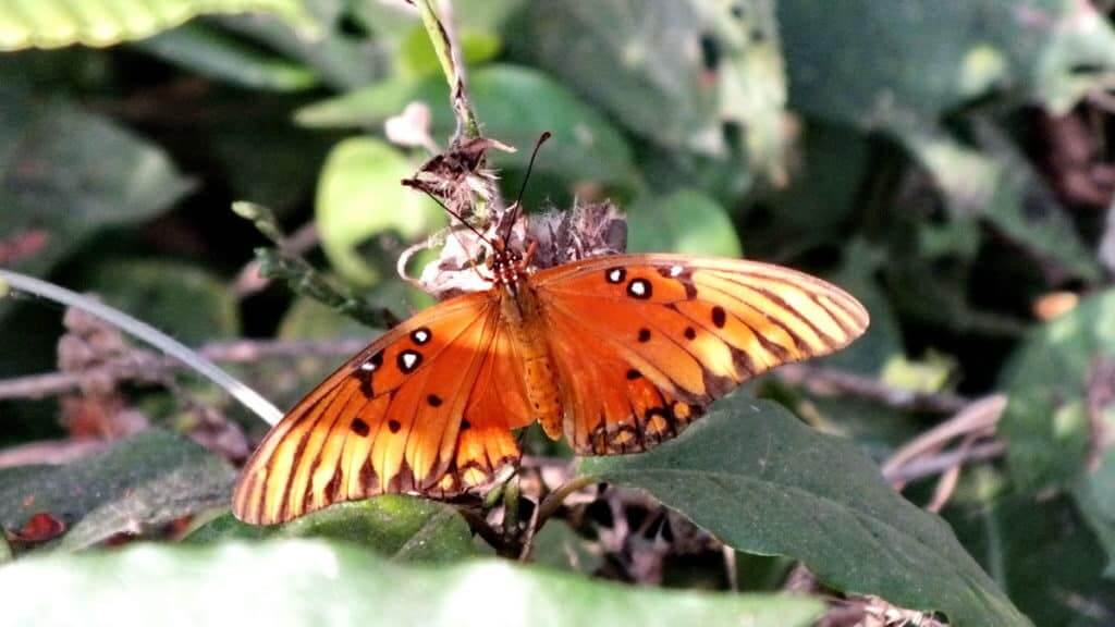 Image of a Gulf Fritillary Butterfly near La Bajada, Mexico.