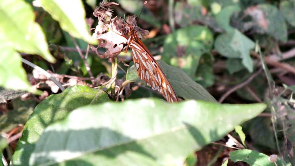 Image of a Gulf Fritillary Butterfly near La Bajada, Mexico.
