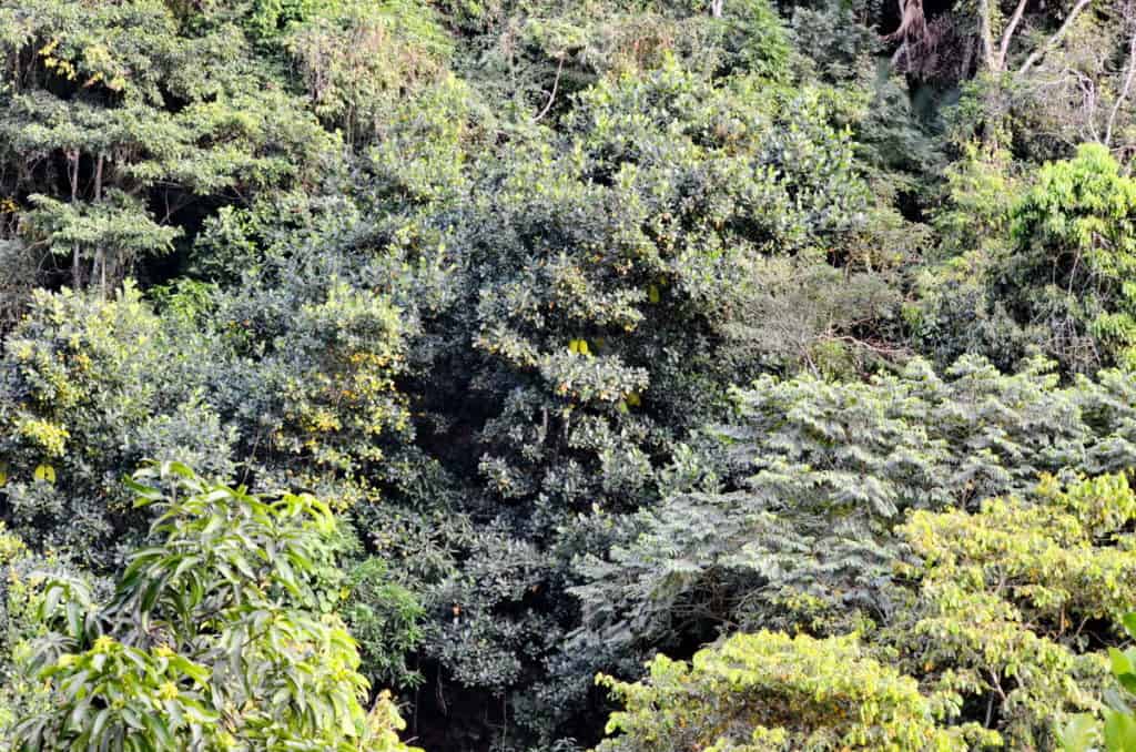 Image of a Jackfruit tree growing near the village of La Bajada, Mexico.