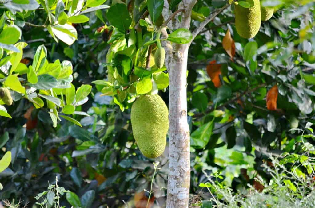 Image of Jackfruit growing on a tree near the village of La Bajada, Mexico.