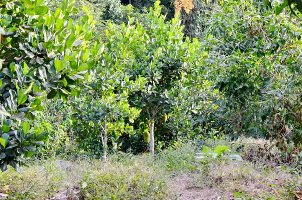 Image of Jackfruit growing near the village of La Bajada, Mexico.