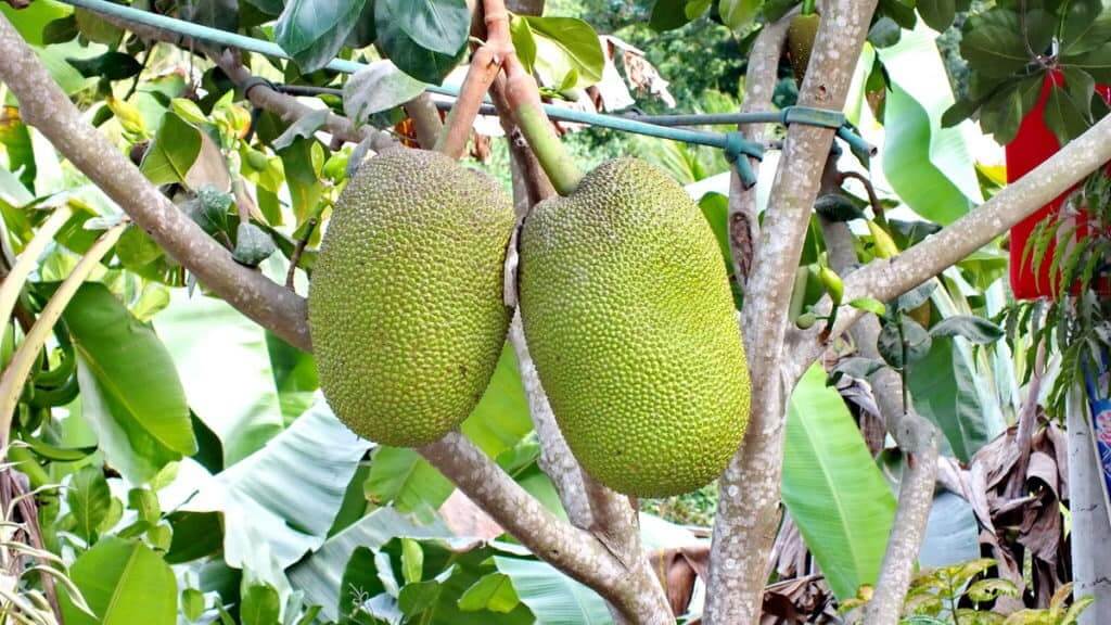 Image of Jackfruit growing on a tree near the village of La Bajada, Mexico.