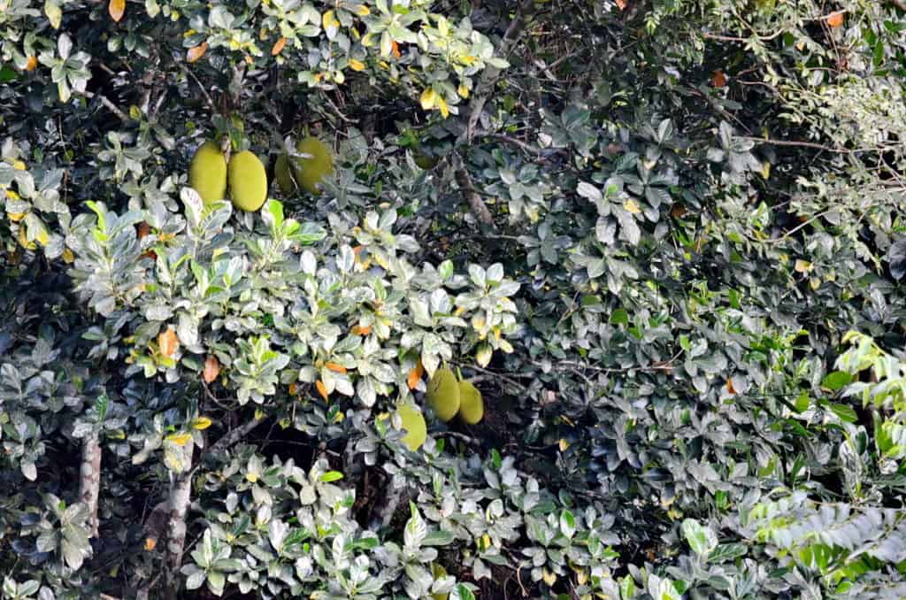 Image of Jackfruit tree growing near the village of La Bajada, Mexico.