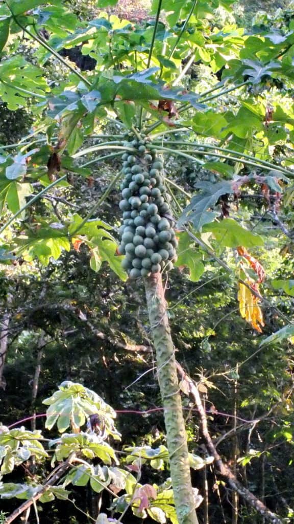 Image of Papaya Palms growing near La Bajada, Mexico.