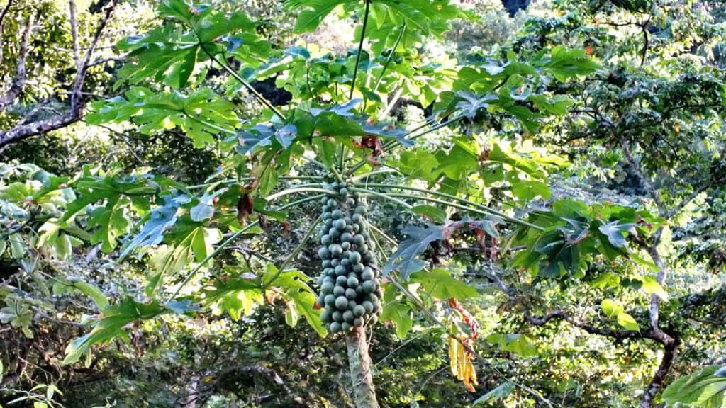 Image of Papaya Palms growing near La Bajada, Mexico.