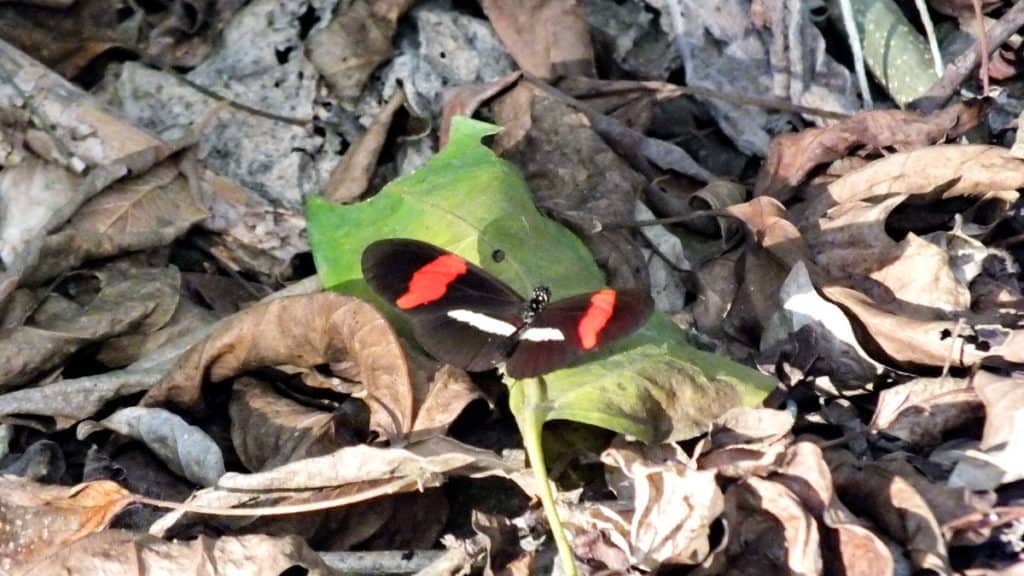 Image of a Red Postman or Crimson-patched Longwing Butterfly near La Bajada, Mexico.
