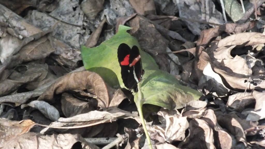 Image of a Red Postman or Crimson-patched Longwing Butterfly near La Bajada, Mexico.