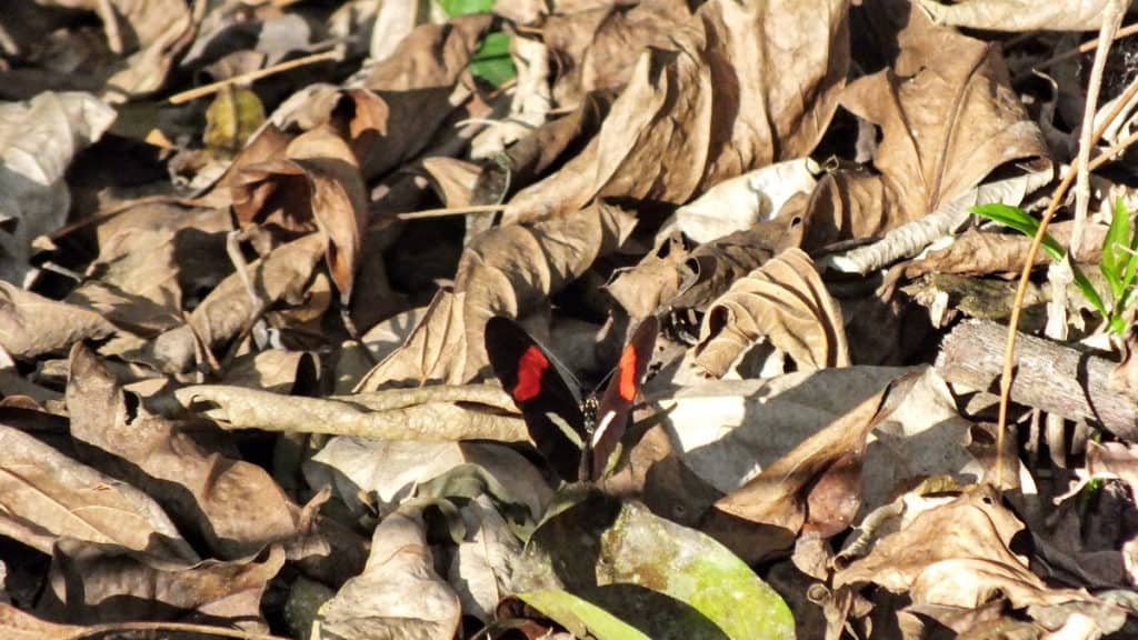 Image of a Red Postman or Crimson-patched Longwing Butterfly near La Bajada, Mexico.