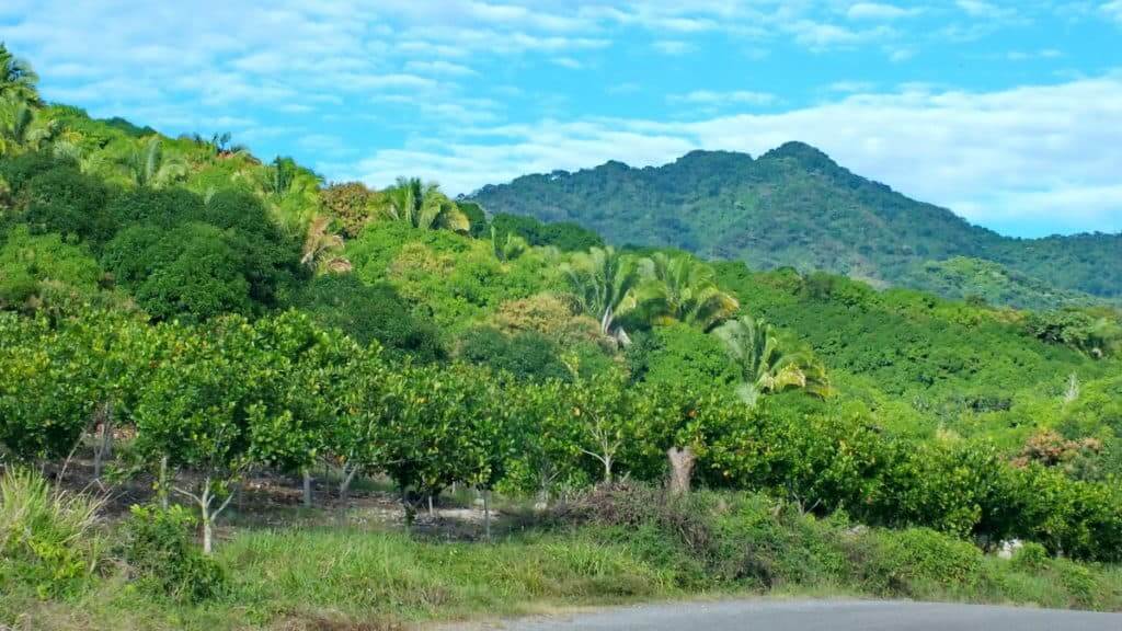 Image of fruit trees growing near La Bajada, Mexico.