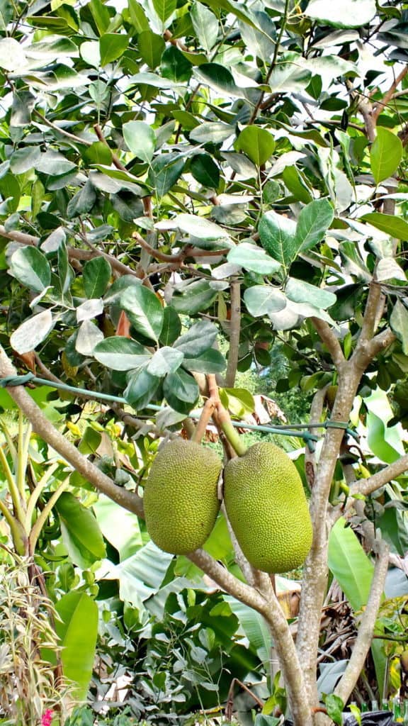 Image of Jackfruit growing near the village of La Bajada, Mexico.