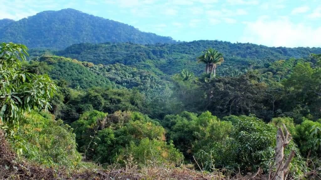 Image of the jungle near La Bajada, Mexico.
