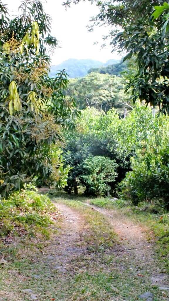Image of a dirt road in the town of La Bajada, Mexico.