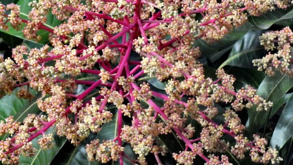 Image of mango blossoms near La Bajada, Mexico.