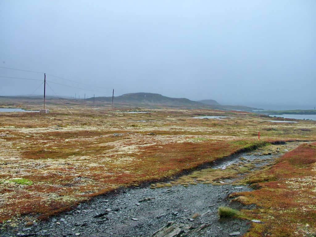 colourful lichen spreads across quirpon island, newfoundland, canada