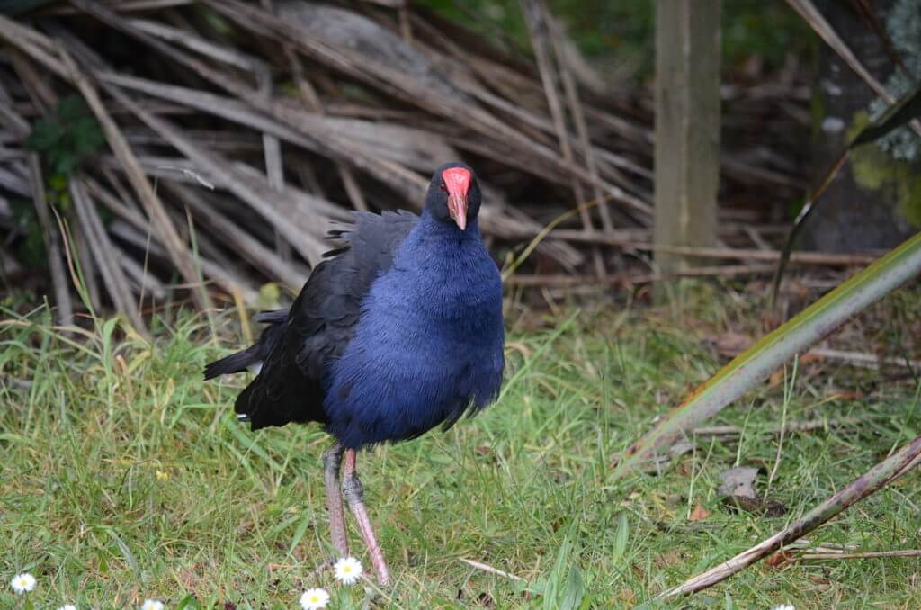 an australasian swamphen, ark in the park, waitakere ranges regional park, north island, new zealand