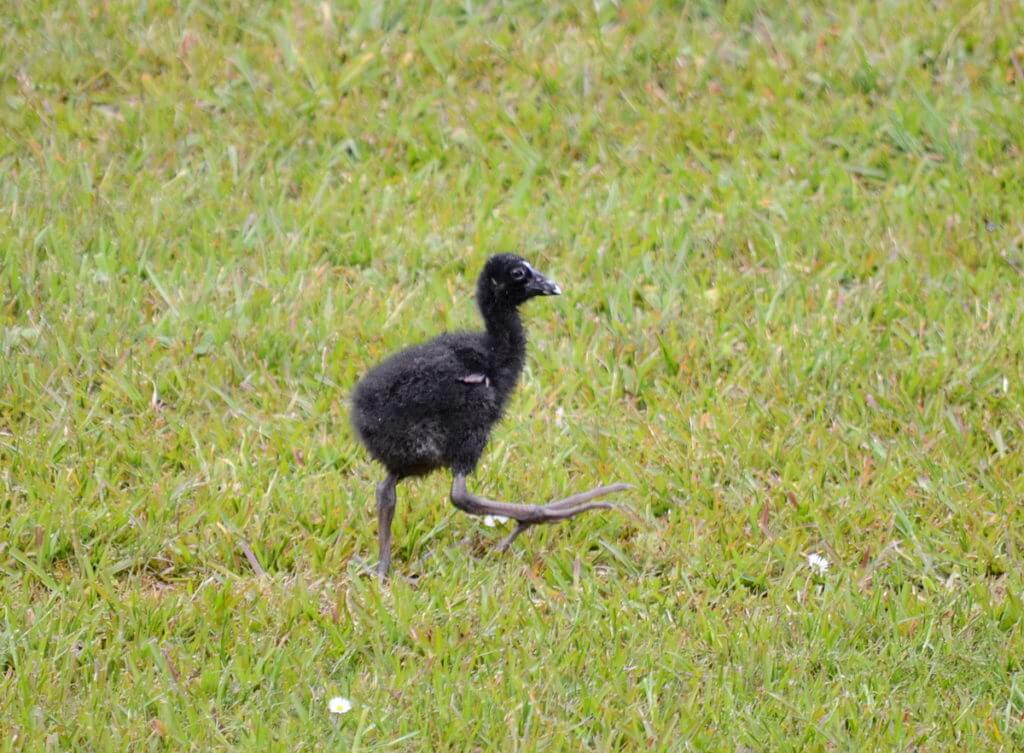 australasian swamphen fledgling, ark in the park, waitakere ranges regional park, north island, new zealand