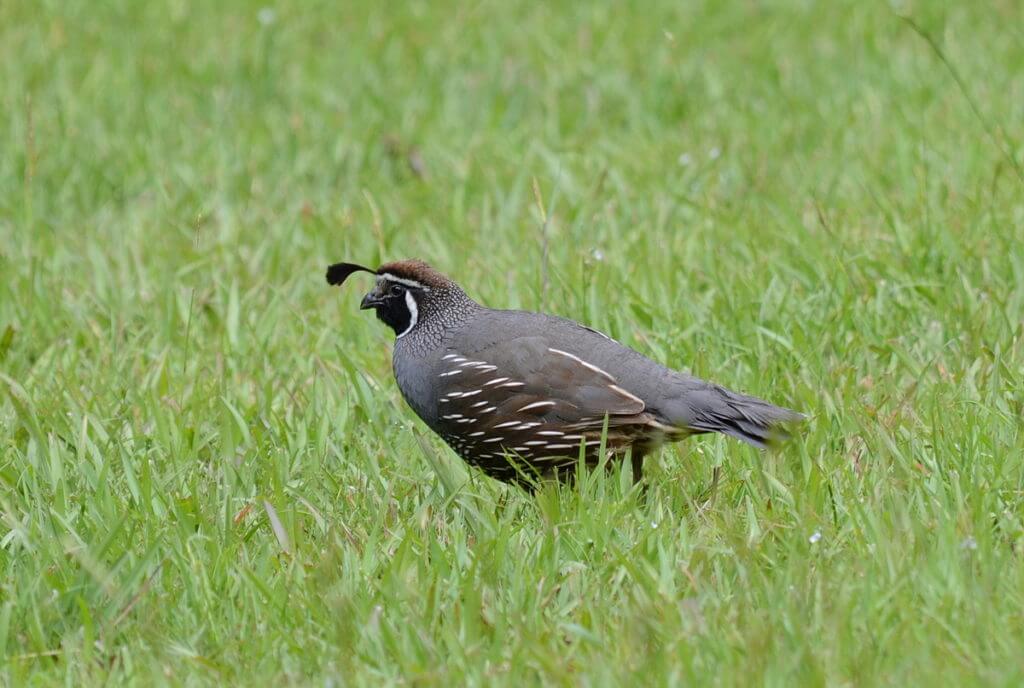 a california quail, male, ark in the park, waitakere ranges regional park, north island, new zealand