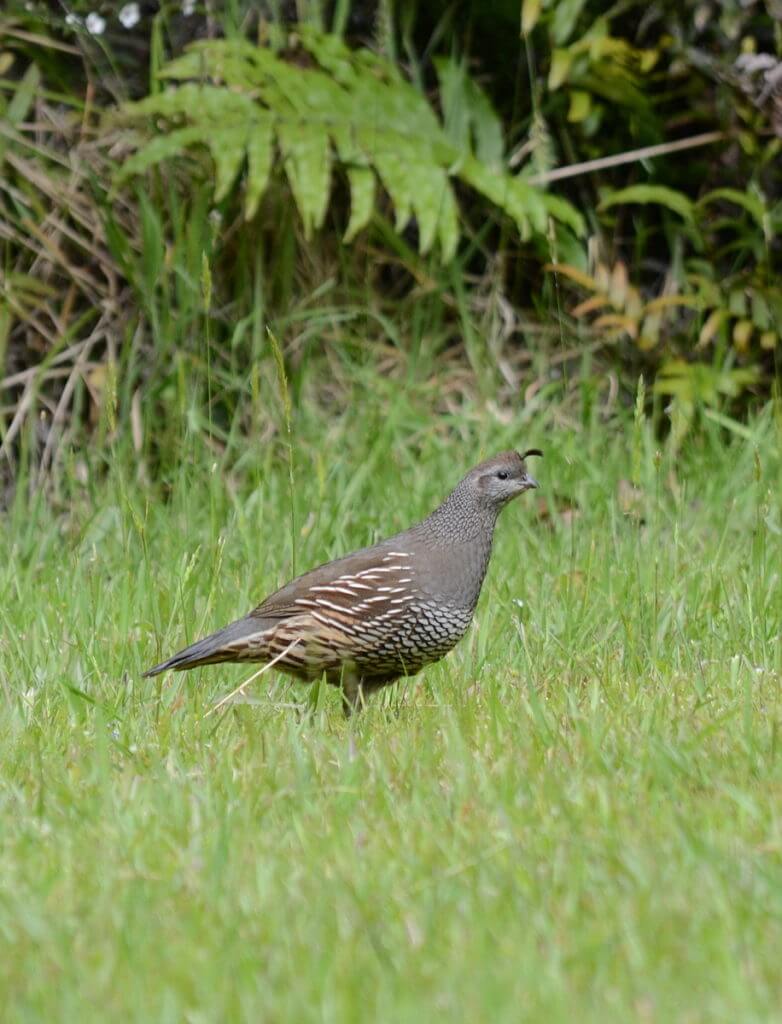 a california quail, female, ark in the park, waitakere ranges regional park, north island, new zealand