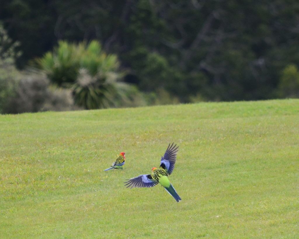 an eastern rosella in flight, ark in the park, waitakere ranges regional park, north island, new zealand