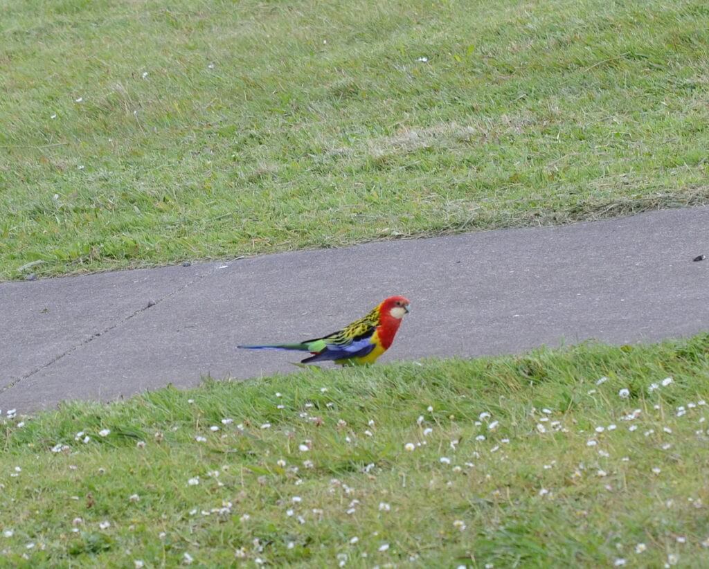an eastern rosella, ark in the park, waitakere ranges regional park, north island, new zealand