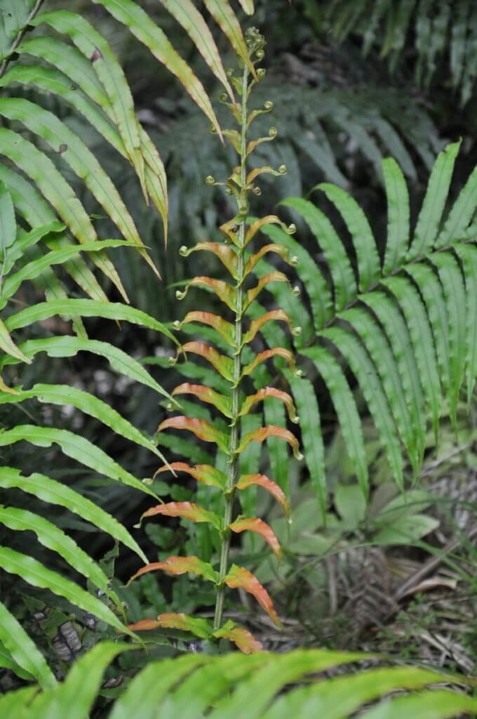 a fern unfurling, ark in the park, waitakere ranges regional park, north island, new zealand