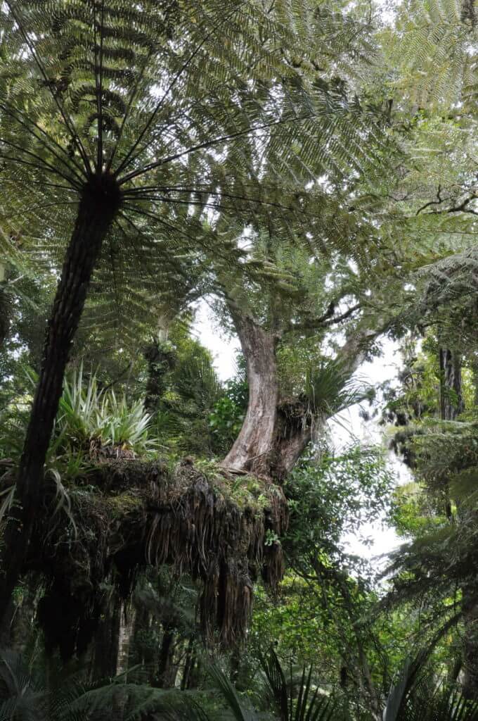 forest canopy, ark in the park, waitakere ranges regional park, north island, new zealand