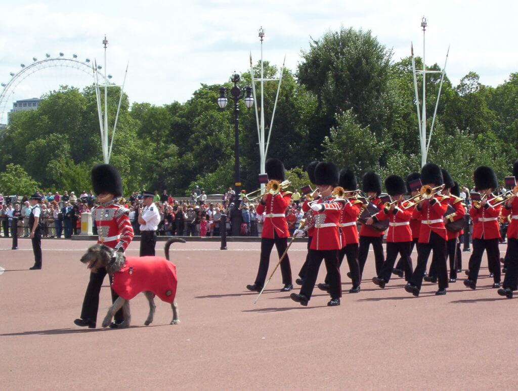 irish wolfhound mascot leading the irish foot guards, buckingham palace, london, england 