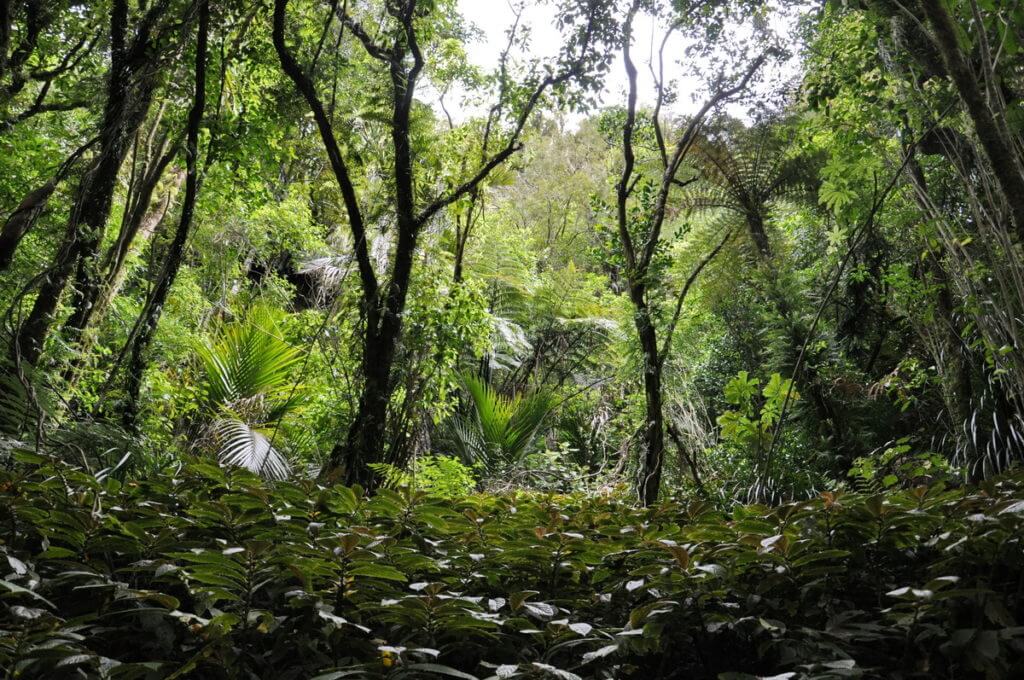jungle plants, ark in the park, waitakere ranges regional park, north island, new zealand