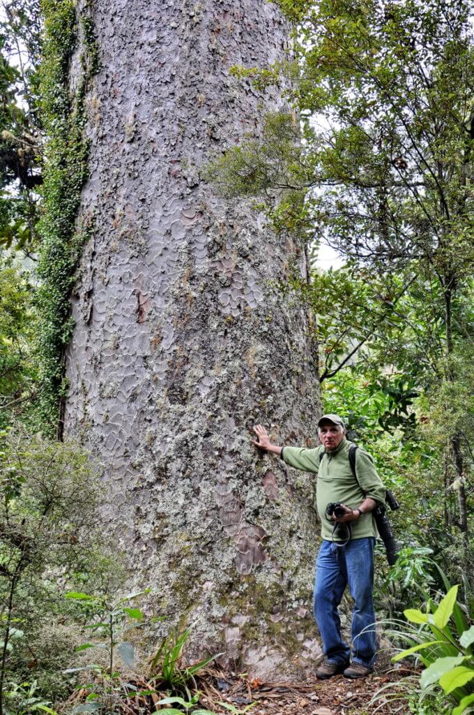 kauri tree, ark in the park, waitakere ranges regional park, north island, new zealand