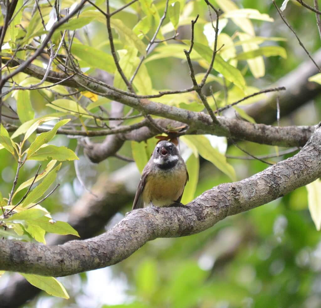 a new zealand fantail bird, ark in the park, waitakere ranges regional park, north island, new zealand