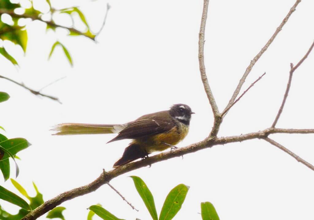 a new zealand fantail bird, ark in the park, waitakere ranges regional park, north island, new zealand