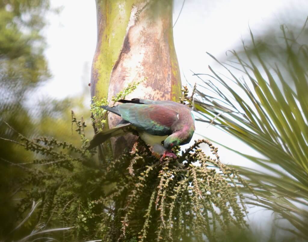 a new zealand pigeon eating nikau palm fruit, ark in the park, waitakere ranges regional park, north island, new zealand