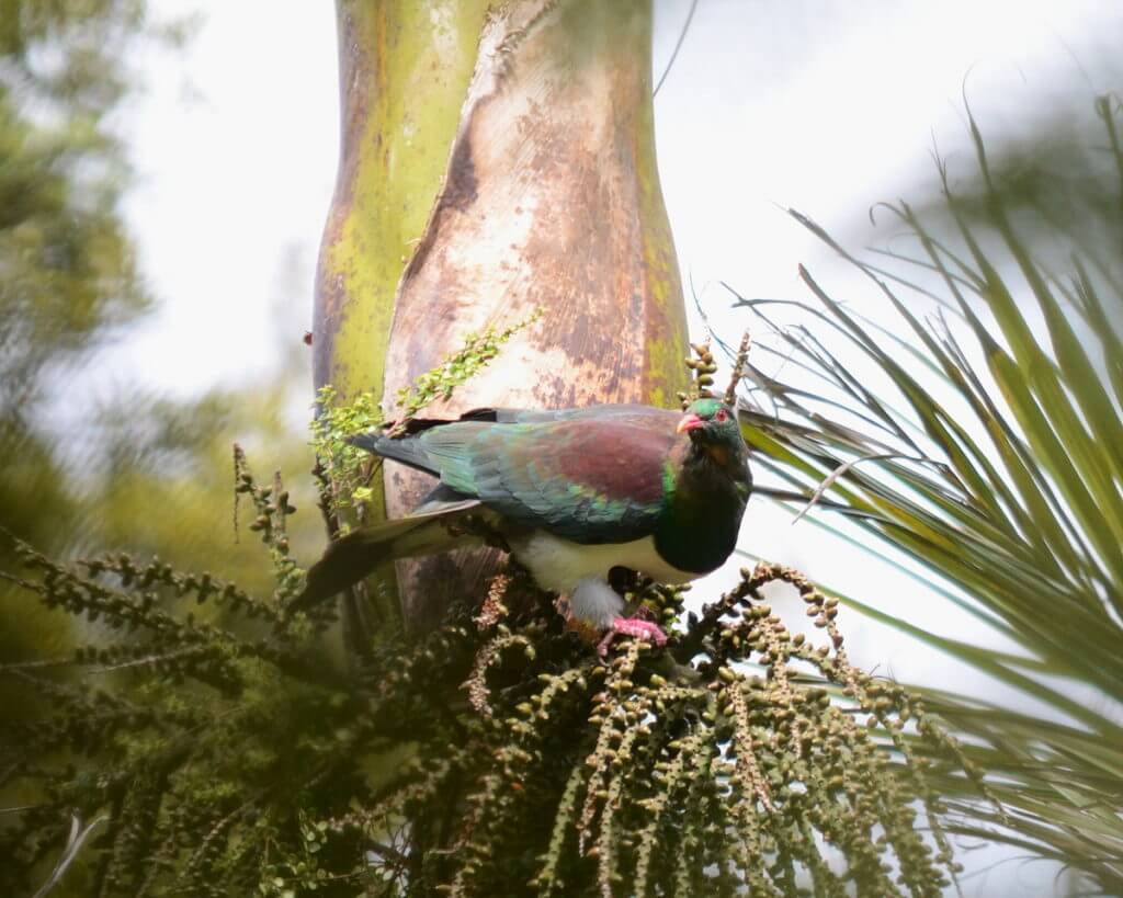 a new zealand pigeon in a nikau palm tree, ark in the park, waitakere ranges regional park, north island, new zealand